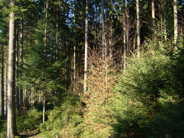 Foto: zdroj Národné lesnícke centrum
